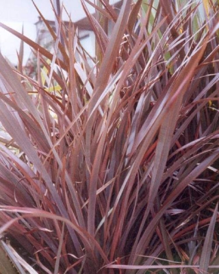 Phormium tenax atropurpureum
Lin de nouvelle zelande